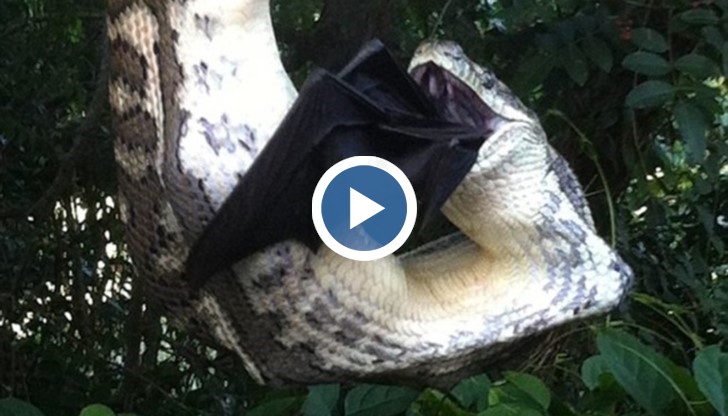 Шокиращи кадри, на които се вижда как гигантски питон поглъща голям прилеп!