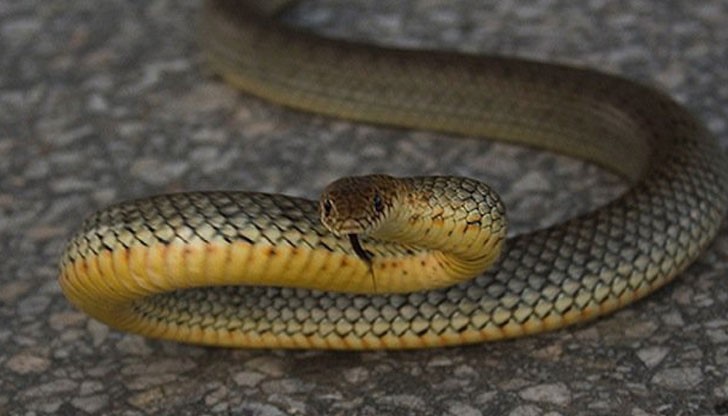 Екипът е хванал змията жива и я е пуснал извън Русе на свобода Екипът е хванал змията жива и я е пуснал извън Русе на свобода