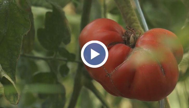 Цената на българския розов домат е едва 50 ст./кг