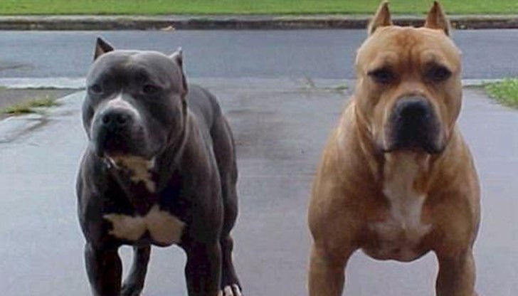 Кучетата на Пресиян Костадинов /26 г./ - Цезар и Клеопатра разкъсаха до смърт Димитра Георгева / Снимката е илюстративна