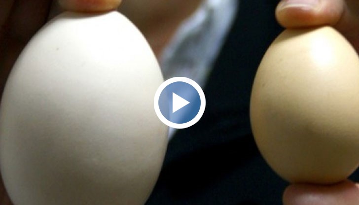 Яйцето от Дреново може да измести снесеното през 2008 година 180-грамово яйце в Куба