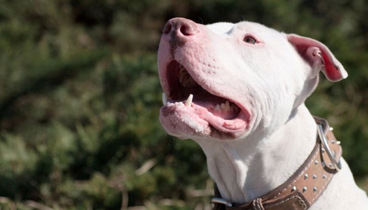 Стопанката на кучето го пуснала без намордник и каишка...