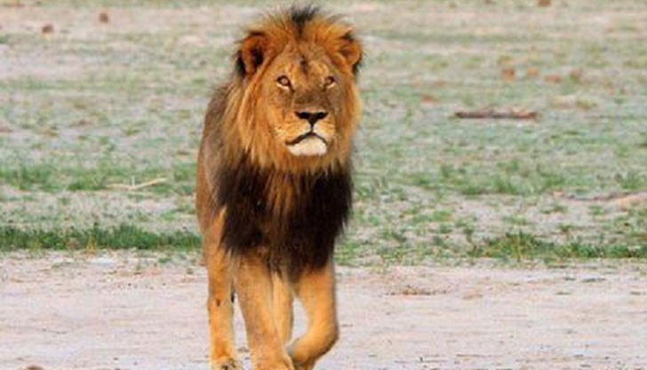 Сесил е бил главна животинска знаменитост на страната