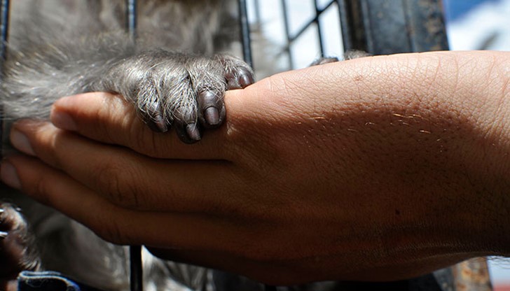 Учени от САЩ и Испания установиха, че човешката ръка е по-примитивна, отколкото на шимпанзетата