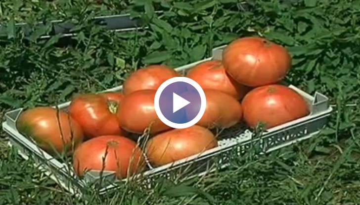 Инвазията на вносни зеленчуци на пазара застрашава старите български сортове