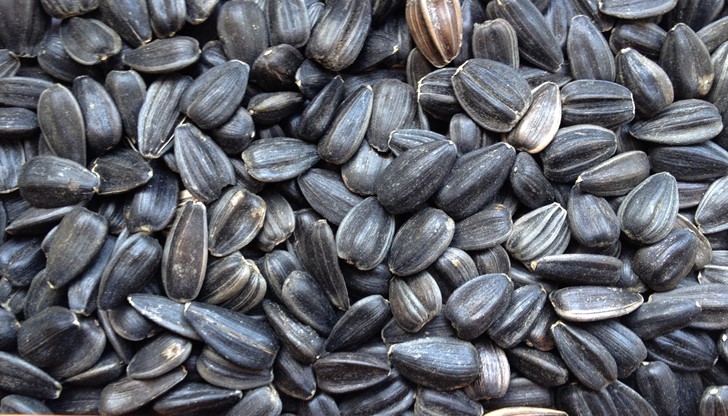 “Хранителни” психолози твърдят, че страстните любители на семки ..