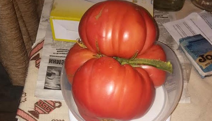 Този домат тежи 1,7 килограма