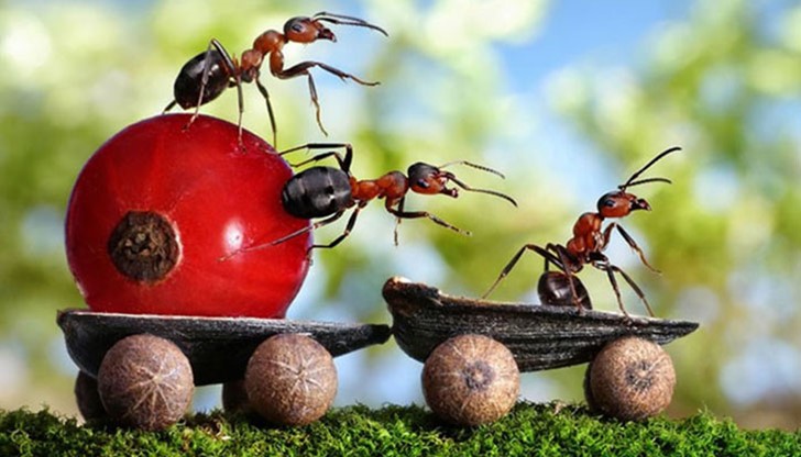 Всяка една мравка на снимката е жива и нито едно от изображенията не е манипулирано