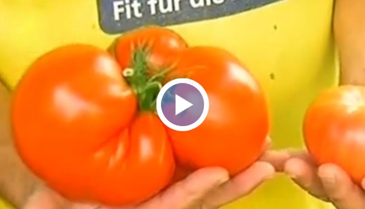 Домат гигант отгледаха в русенското село Щръклево