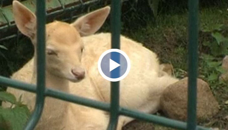 Сърните-албиноси са рядко срещани в природата