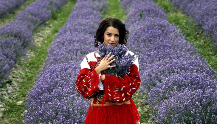 България отново зае първо място в света по производство на лавандулово масло България отново зае първо място в света по производство на лавандулово масло