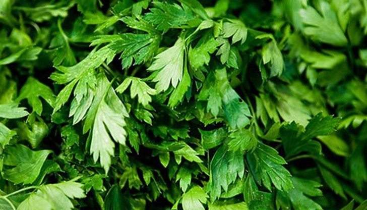 Магданозът е с богато съдържание на хлорофил Магданозът е с богато съдържание на хлорофил