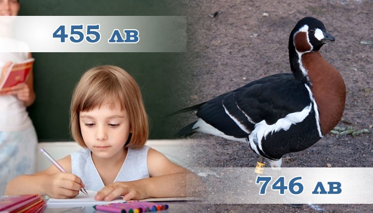 За изхранването на една червеногуша гъска са необходими 746 лв За изхранването на една червеногуша гъска са необходими 746 лв