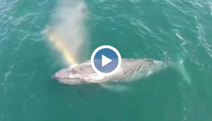 Дрон засне как кит киха дъга