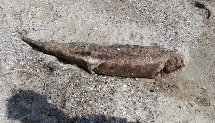 Около 25 мъртви делфина са открити по българското Черноморие от началото на година досега