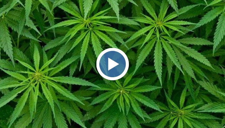 За растенията полицията разбрала от комшия доносник