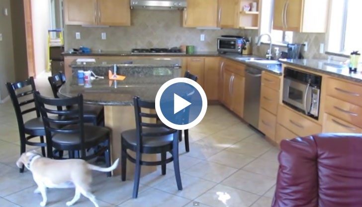 Собственикът на това куче реши един ден да провери, какво се случва у дома му, когато него го няма