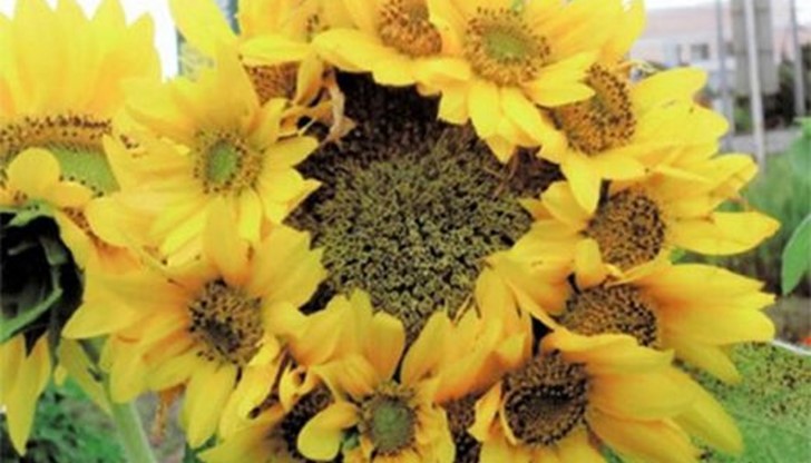 На фотосите ясно се виждат необикновени и непознати мутации