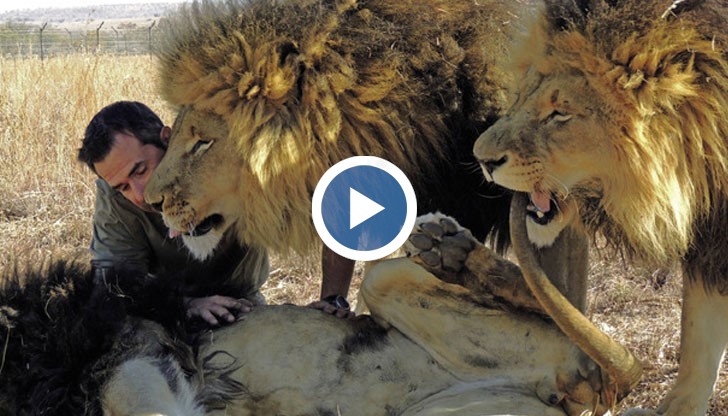 За Кевин Ричардсън всеки ден в с лъвовете е нов и вълнуващ