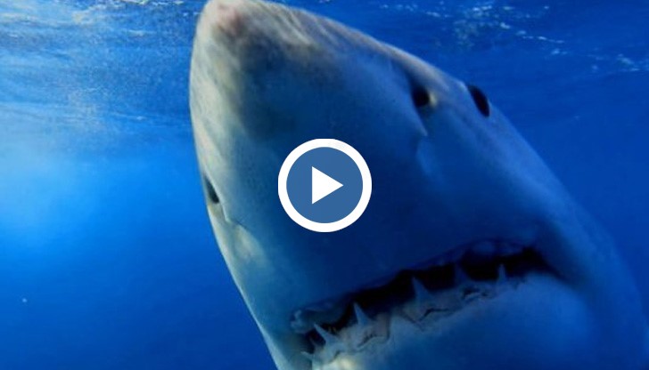 Акулите бързо пристигат щом чуят мрачния, апокалиптичен метъл