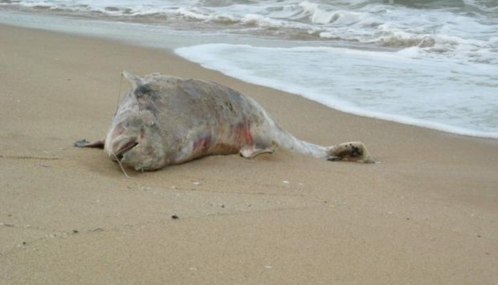 Установени са мъртви делфини край село Кранево, курортния комплекс Албена и на плажовете на територията на община Варна