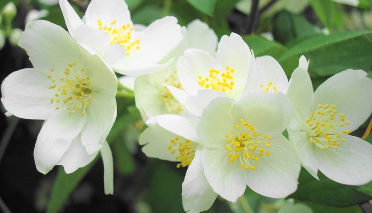 Едната група упойва с аромата, другата действа като филтър - рециклира въздуха ... Едната група упойва с аромата, другата действа като филтър - рециклира въздуха ...