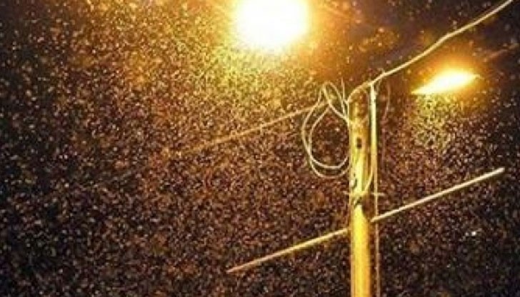 Това са вид мушици, които при определена температура и влага се размножават по-бързо Това са вид мушици, които при определена температура и влага се размножават по-бързо