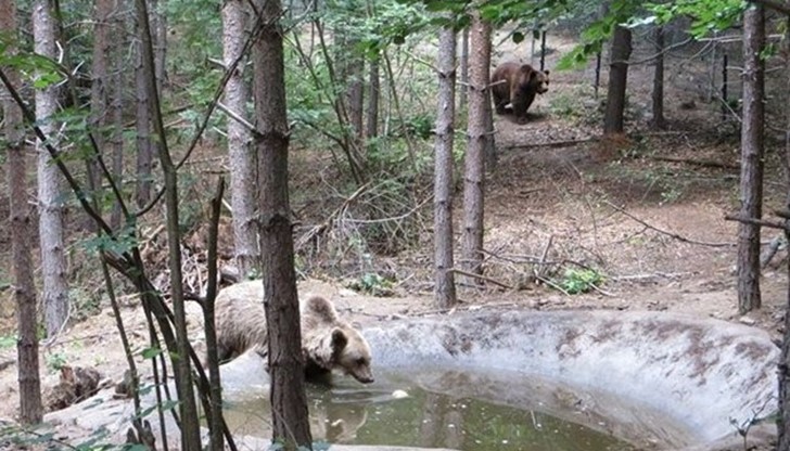 Четириногите смениха тясната бетонна клетка ...