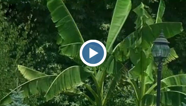 Все повече жители в селото засаждат екзотичното растение в дворовете си