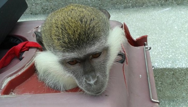 Маймуните са използвани като атракция за снимки в курорта "Слънчев бряг"