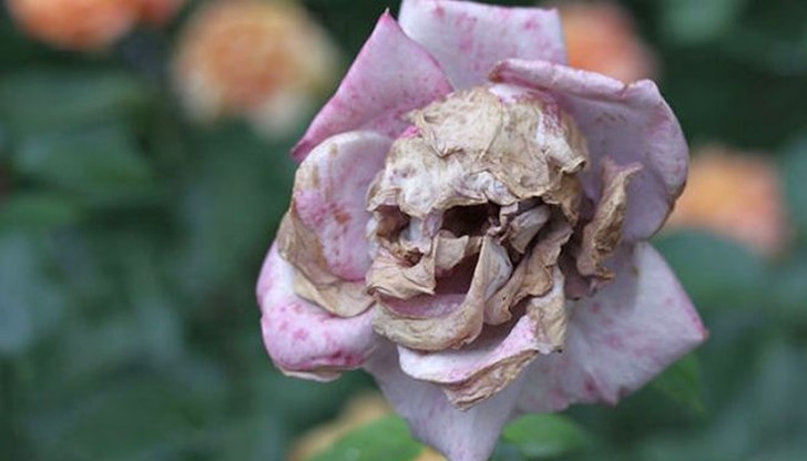 Навсякъде може да се открият