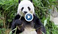 Заснеха раждането на голямата панда Мей Сян