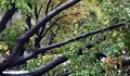 Паднало дърво потроши автомобили в Русе