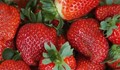 Цяло село в Родопите ухае на ягоди