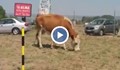 Крави на паша посрещат туристите в Слънчев бряг