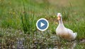 Вижте как биха природозащитник с жива патица по главата