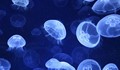 Морето завря от медузи
