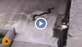 Змии плъзнаха в жилищен квартал