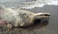 Морето изхвърли непознато космато същество