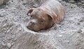 Куче, погребано живо, разтърси социалните мрежи