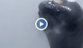 Огоромен кит едва не потопи катер пълен с туристи