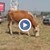 Крави на паша посрещат туристите в Слънчев бряг