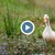Вижте как биха природозащитник с жива патица по главата