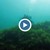 Вижте уникалното преживяване да се гмуркаш в Черно море Вижте уникалното преживяване да се гмуркаш в Черно море