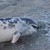 Разследват убийство на делфини по Черноморието