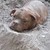 Куче, погребано живо, разтърси социалните мрежи