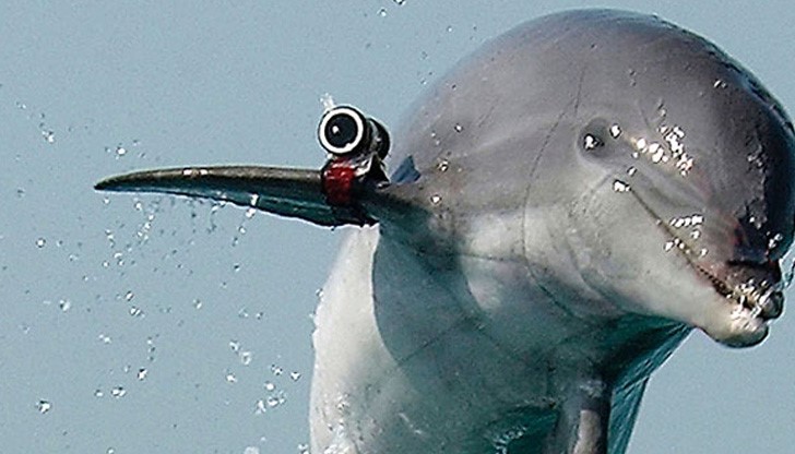 Делфинът е бил "лишен от волята си" и превърнат в убиец от израелските тайни служби