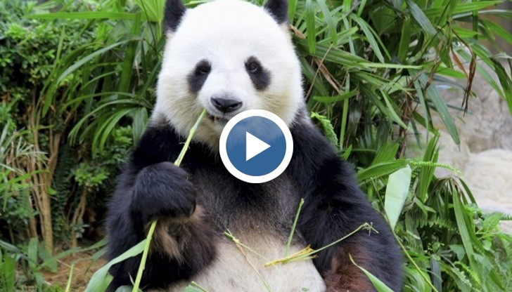Големите панди са един от най-застрашените видове в света