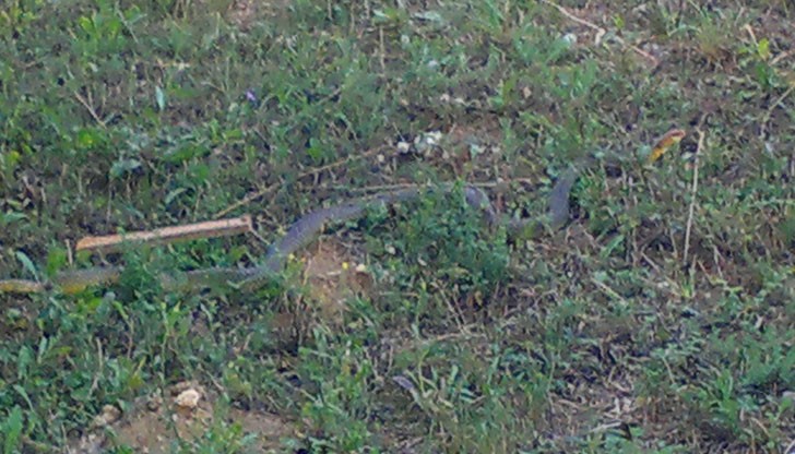 Е,честит Ви първи учебен ден!