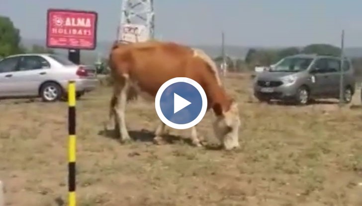 Чуждестранните туристи със сигурност ще си направят незабравими снимки за спомен